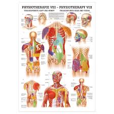 This anatomical model is an outstanding value. Poster Trigger Points Head And Torso L X W 70x50 Cm Buy Online Sport Tec