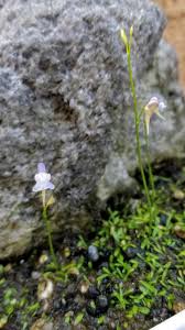 Image result for Urelytrum