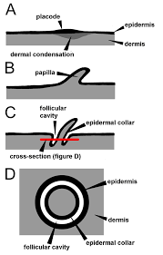 Popular feather figure painting of good quality and at affordable prices you can buy on aliexpress. Diagram Of The Development Of A Feather Follicle Refer To The Text For Download Scientific Diagram