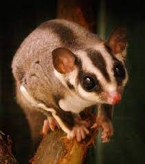 Queria comprar um petauro do açucar/ sugar glider femea. Tens Um Animal Informa Te Distinguir O Sexo Dos Petauros Do Acucar Distinguir O Sexo Nos Petauros Nao E Dificil Pode Verificar O Sexo Sem O Manusear Comece Pela Cabeca Se Encontrar