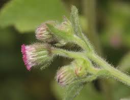 Image result for Blumea