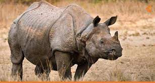 Ceratotherium simum)، هو نوع من الحيوانات الثدية أحادي الطراز من فصيلة الكركدنيات ومن رتبة وتريات الأصابع يعيش في جنوب أفريقيا والجنوب السوداني، ويألف الأراضي المعشبة والمجدبة القريبة من الأنهار وبرك المياه. ÙˆØ­ÙŠØ¯ Ø§Ù„Ù‚Ø±Ù† Ø§Ù„Ø³ÙˆÙ…Ø·Ø±ÙŠ ÙŠÙ†Ù‚Ø±Ø¶ Ø±Ø³Ù…ÙŠØ§ Ø¨Ø¹Ø¯ ÙˆÙØ§Ø© Ø¢Ø®Ø± Ø£Ù†Ø«Ù‰ ÙÙŠ Ù…Ø§Ù„ÙŠØ²ÙŠØ§ Ø£Ø«Ø± Ø¨Ø±Ø³