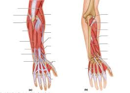 The elevated mass of the ridge muscles is the biggest thing contributing to the asymmetry in the forearms. Muscles Of The Forearm Diagram Quizlet