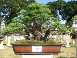 Budidaya Tanaman Bonsai Tanaman Bonsai