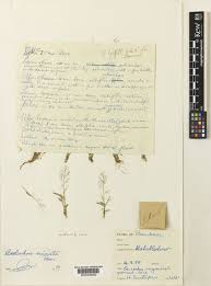 Image result for Coelachne