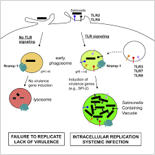 Cdc estimates salmonella bacteria cause about 1.35 million infections, 26,500 hospitalizations, and 420 deaths in the united states every year. Tlr Signaling Is Required For Salmonella Typhimurium Virulence Cell