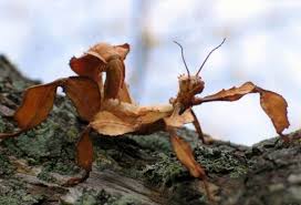 Bug that looks like a leaf brown. Bug That Looks Like A Leaf Amazing Weird Animals Animals Stick Insect
