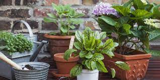 Les plantes de massif frileuses. Quelles Plantes Choisir Pour Fleurir Mon Balcon Meme En Hiver Cosmopolitan Fr