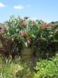 Image result for Cyphostemma congestum