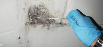 Next, we will focus on fixing wmf offers all of hartford help with water damage, mold removal, and fire restoration problems. How To Test For Mold Testing Water Damage Restoration Experts