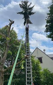 Travaux d'élagage en hauteur
