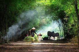 Káº¿t quáº£ hÃ¬nh áº£nh cho hinh anh luy tre lang