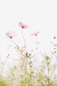 Choose from hundreds of free pink wallpapers. Light Pink Flower Background For Mobile Cool Backgrounds