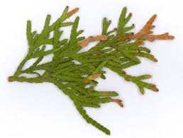 Image result for kabatina thujae