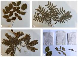 Image result for Brachystegia boehmii