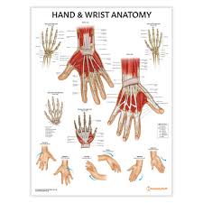 Image result for Normal Anatomic Position of the Hand and Wrist