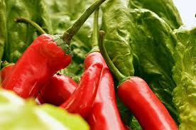Le piante di peperone, peperoncino piccante, peperoncino dolce, si coltivano in italia come annuali; Coltivazione Peperoni Come Coltivare Giardinaggio Pratico