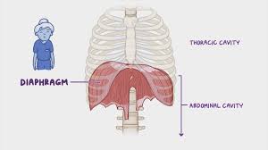 Xiphoid Process Anatomy, Function & Xiphoid Process Pain