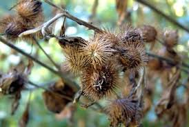 Image result for Diaphananthe lorifolia