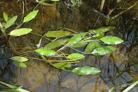 Image result for Potamogeton
