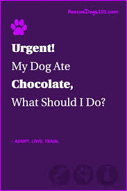 The First Thing To Do If Your Dog Eats Chocolate Dog Ate Chocolate Dog Eating Dog Allergies