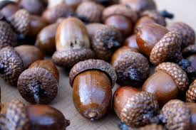 Check spelling or type a new query. Acorns Woodland Craft Supplies Rusticcraft Designs