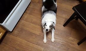 Pet adoption league tulsa oklahoma. Looking To Adopt A Pet Here Are 6 Cuddly Canines To Adopt Now In