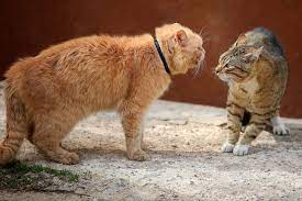 Do Male Cats Spray Why Do Cats Spray