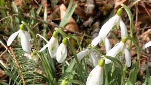 Hier wird dir erklärt und gezeigt wie du mit kerzenwachs die frühlingszwibeln. 7 Fruhlingsblumen Die Du Kennen Solltest Austria Insiderinfo