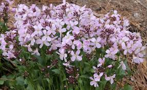 Image result for Cardamine obliqua