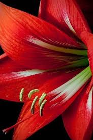 Maybe you would like to learn more about one of these? Pin On Flowers Plants