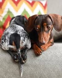 Check spelling or type a new query. 11 Best Adoptable Dachshund Dog Ideas Dachshund Adoptable Dachshund Dog Dachshund Dog
