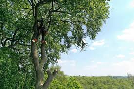 Aus einer vielfalt an ideen, einer angepassten pflanzenauswahl, wasser, erde, stein und holz gestalten wir ihren ganz persönlichen zufluchtsort der ruhe und erholung im großen wie im kleinen. Garten Und Landschaftsbau Steve Schmidt Baumpflege