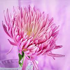 Maybe you would like to learn more about one of these? Bonnie Louella Webb Obituary 1944 2019 Pueblo West Colorado