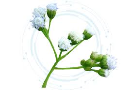 Image result for Vernonia cinerea