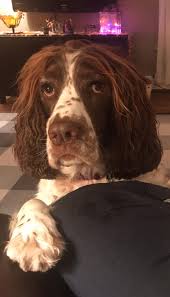 Check spelling or type a new query. Pin On Springers
