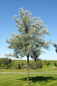 Elaeagnus Angustifolia Schmalblattrige Olweide Van Den Berk Baumschulen Baume Garten Baum Vorgarten Baumschule