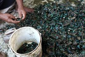 Kerang hijau juga memiliki nama lokal seperti batu kerang hijau adalah salah satu biota laut yang dapat bertahan hidup dan berkembang biak pada tekanan ekologi tinggi tanpa gangguan signifikan. Ini Lho Pusat Kerang Hijau Di Jakarta