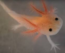 Pixiv is an illustration community service where you can post and enjoy creative work. ã‹ã‚ã„ã„çç£ ãƒ¡ã‚­ã‚·ã‚³ã‚µãƒ©ãƒžãƒ³ãƒ€ãƒ¼