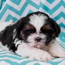 Quality shih tzu puppies, litter expected in july. Kc Shih Tzu Puppies For Sale Online Shopping