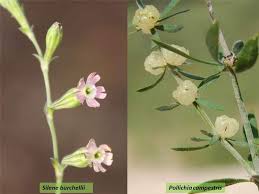 Image result for Silene burchellii