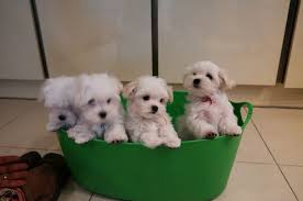 Adopt an adorable maltese puppy in your area. Illinois Female Maltese Puppy For Sale Pets And Animals In Illinois Chicago Heights