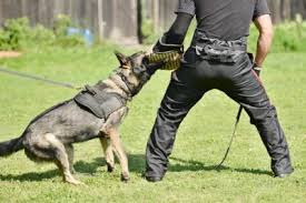 Police Dog Attacks K9 Dogs Attacking Dog Expert