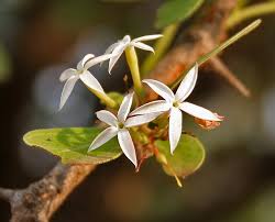 Image result for Carissa tetramera