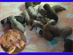 This typically consists of a spay/neuter, young puppy shots, a veterinarian examination, and needed grooming, nail clipping, etc. American Pitbull Delivers 21 Puppies In Bengaluru Bengaluru News Times Of India