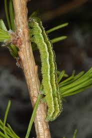 Image result for Syngrapha hochenwarthi