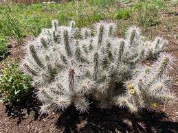 Maybe you would like to learn more about one of these? Jimmy Turner En Twitter Cylindropuntia Whipplei Snow Leopard Silver Cholla Just Glowing At Redbuttegarden Hardy Cactus To Zone 5 Yellow Flowers In June 36 Tall 60 Wide A Selection From Don