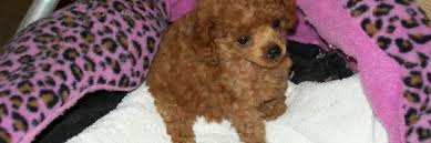 Find the best responsible breeders in the country, screened to meet the highest standards. Teacup Toy Poodle Breeders Puppies For Sale In Florida Lowry Toy Poodles