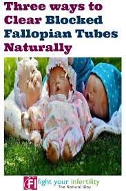 Three Ways To Clear Blocked Fallopian Tubes Naturally Blocked Fallopian Tubes Fallopian Tubes Baby Stage