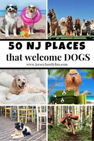 Some pet stores target cat and dog owners, while others may specialize in more niche pets like reptiles and arachnids. 50 Places To Take Your Dog In New Jersey Jersey Family Fun